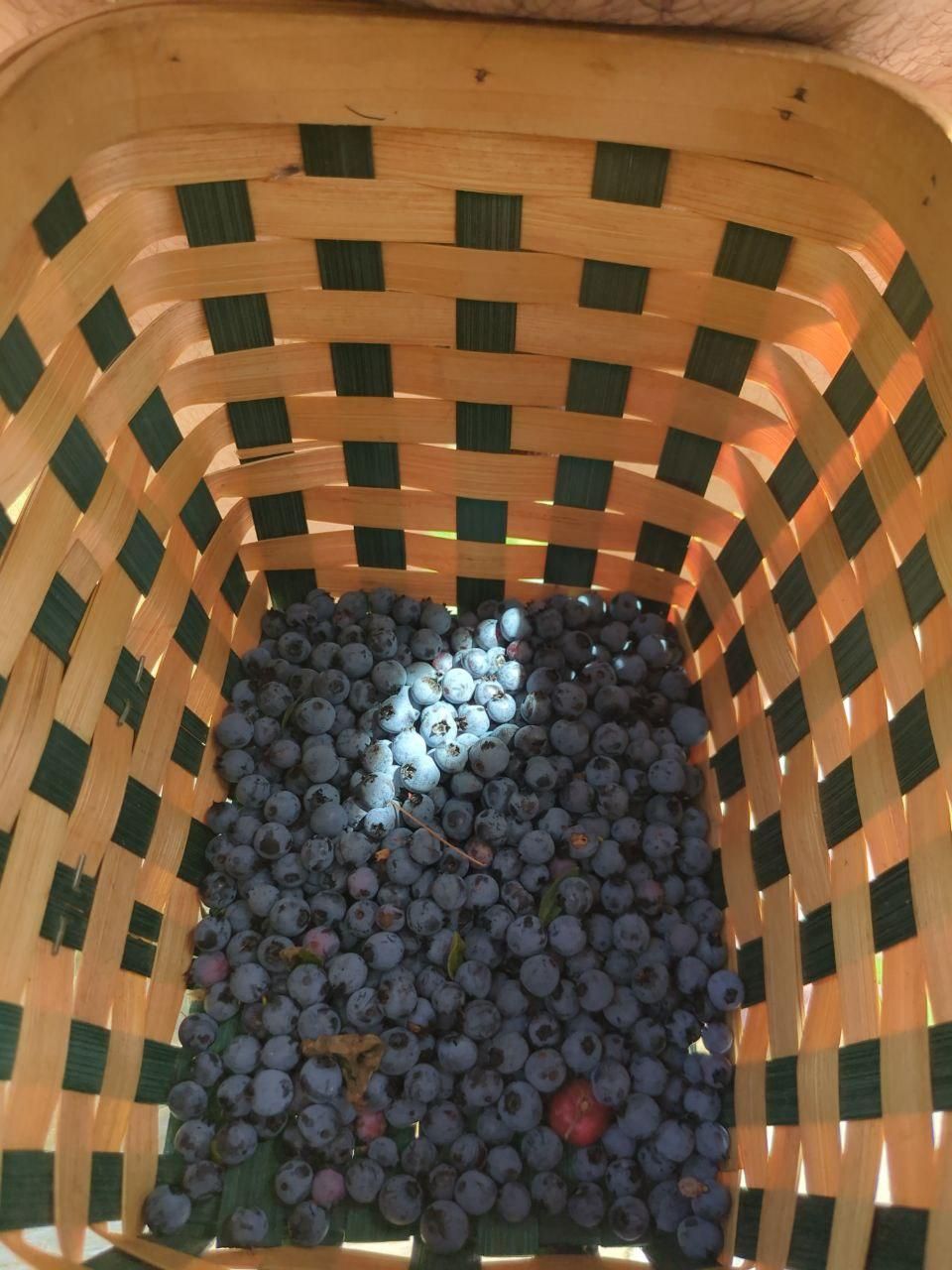 basket full of wild blueberries at Bartertowne, Canaan New Hampshire