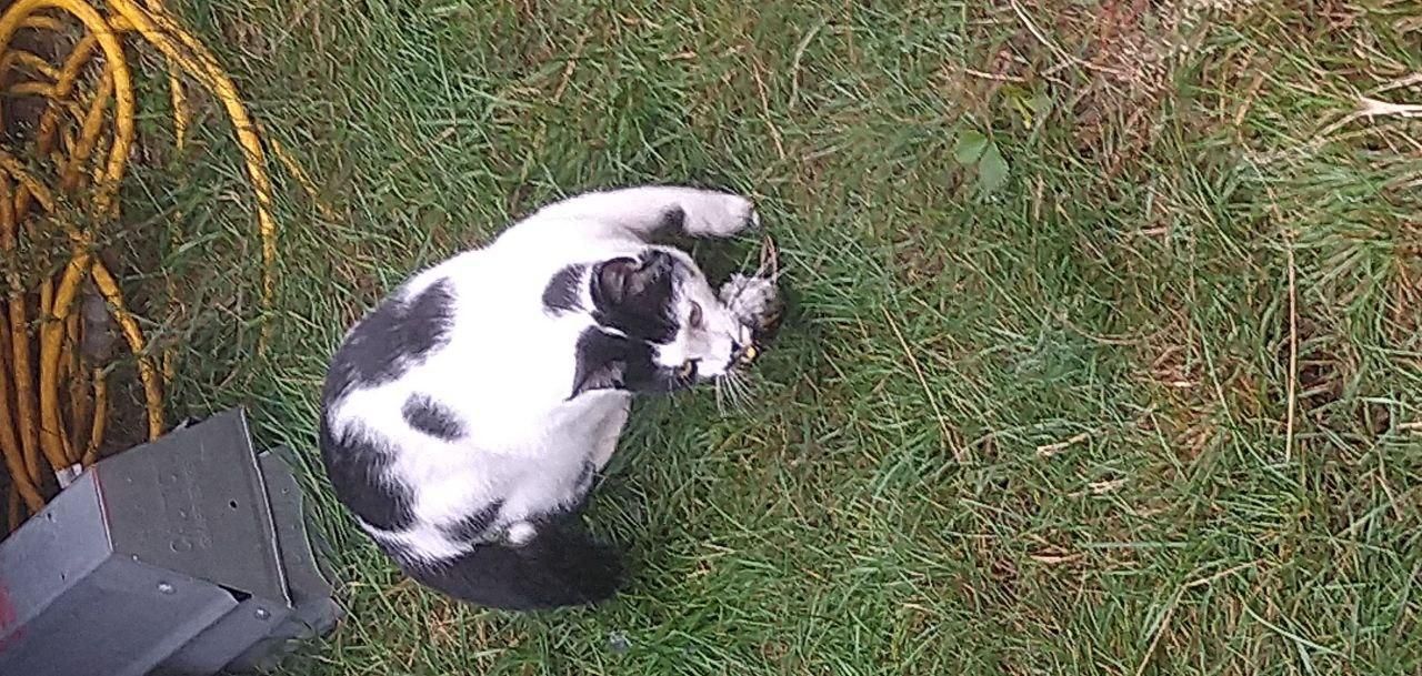 camp cat resting in the grass at Bartertowne, Canaan New Hampshire
