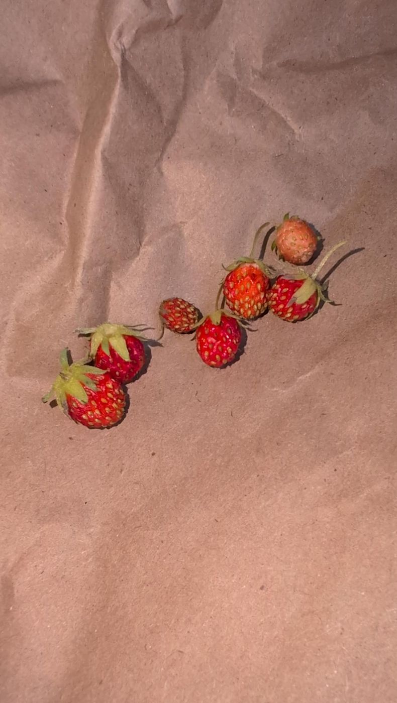 first strawberries of the season at Bartertowne, Canaan New Hampshire