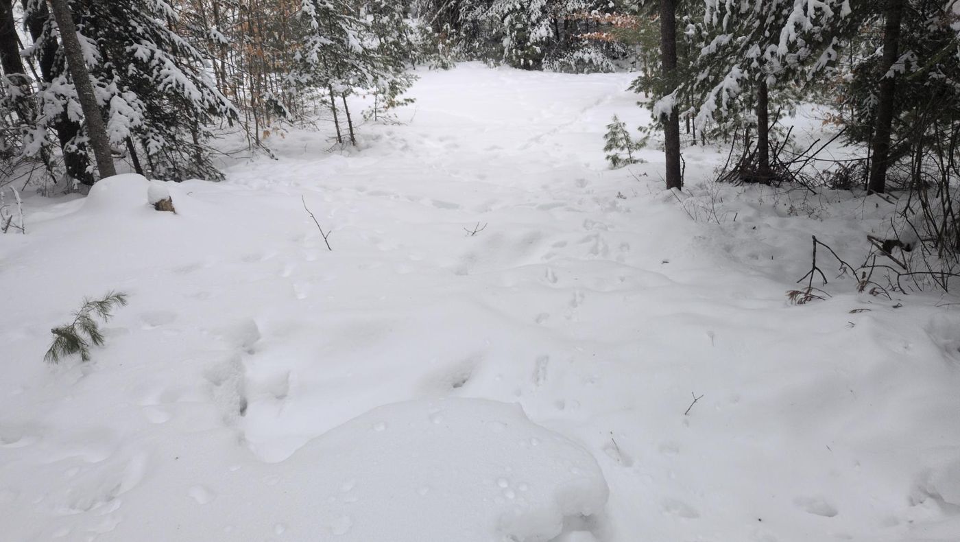 footprints on the snowy camp trail at Bartertowne, Canaan New Hampshire
