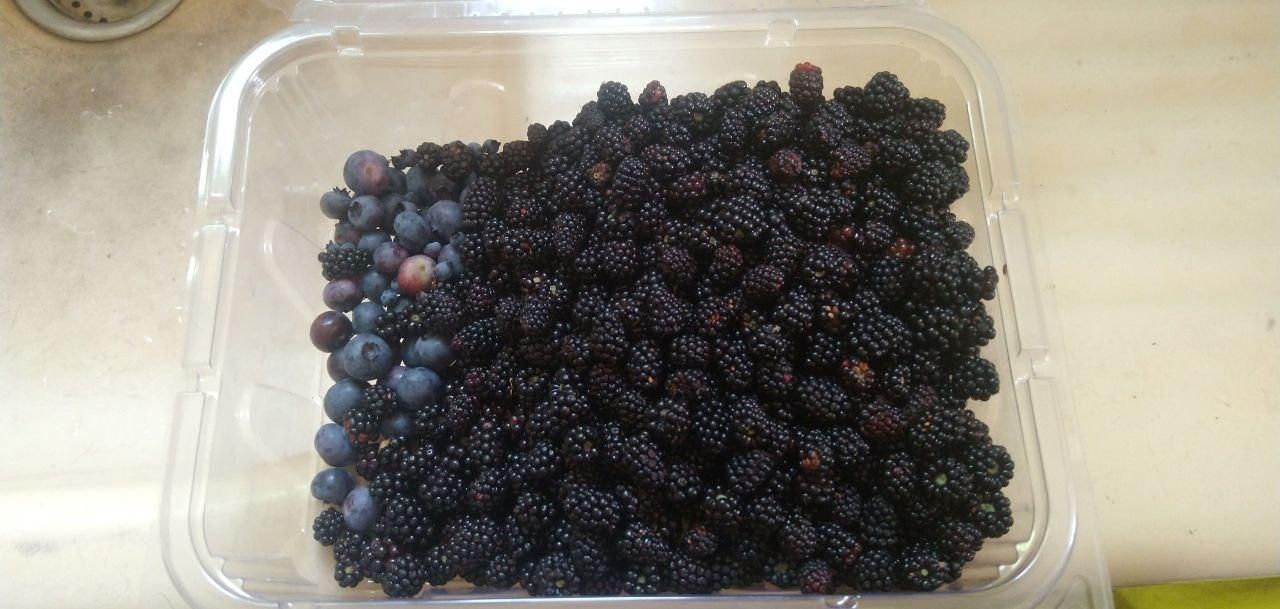 foraged wild blackberries harvest at Bartertowne, Canaan New Hampshire