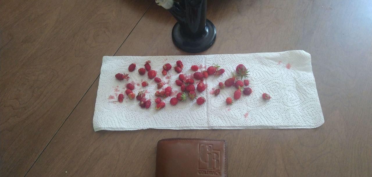 foraged wild cranberries drying at Bartertowne, Canaan New Hampshire