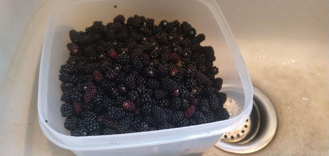 freshly picked blackberries in a tub at Bartertowne, Canaan New Hampshire