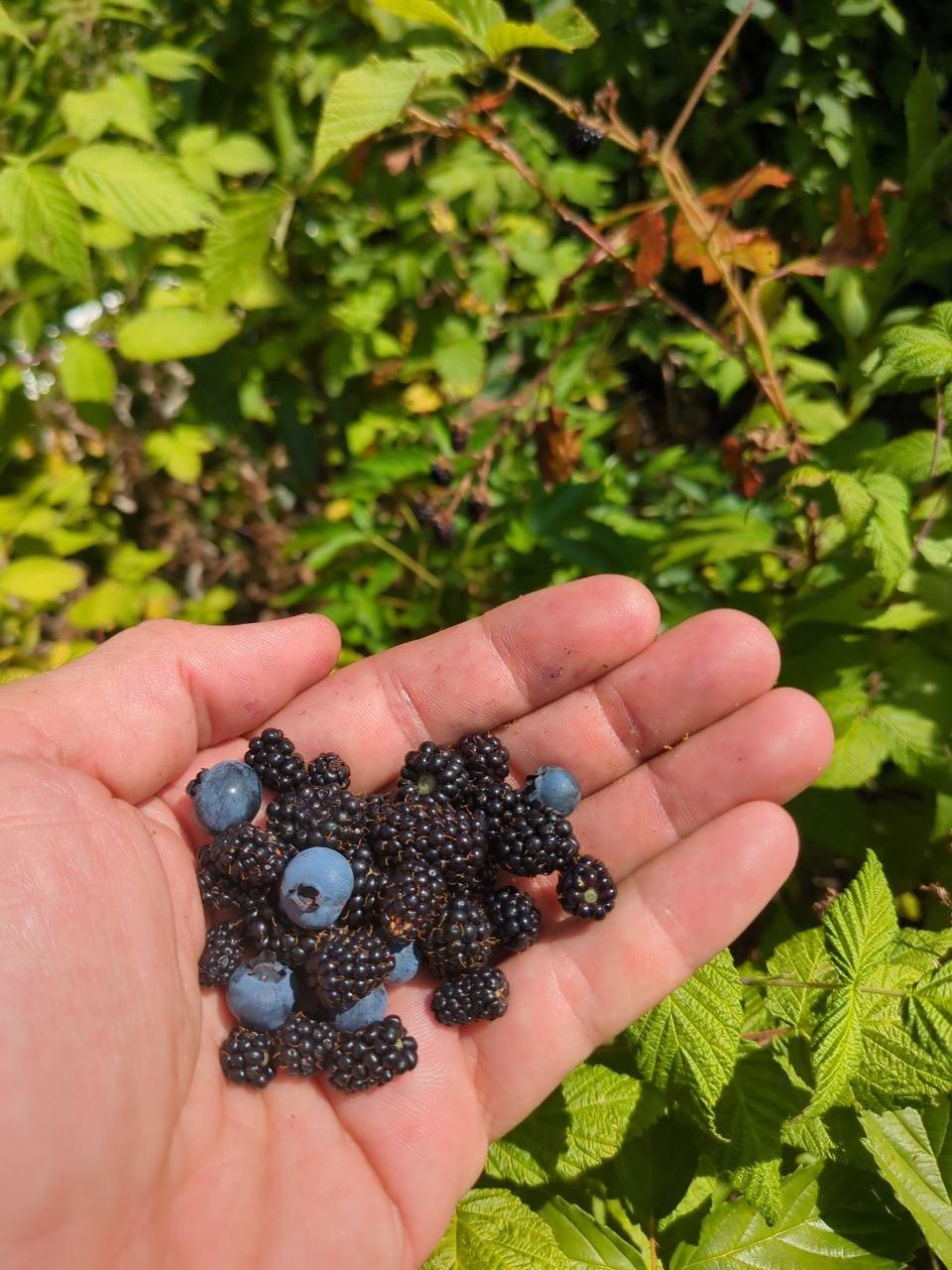 handful of blackberries and blueberries at Bartertowne, Canaan New Hampshire