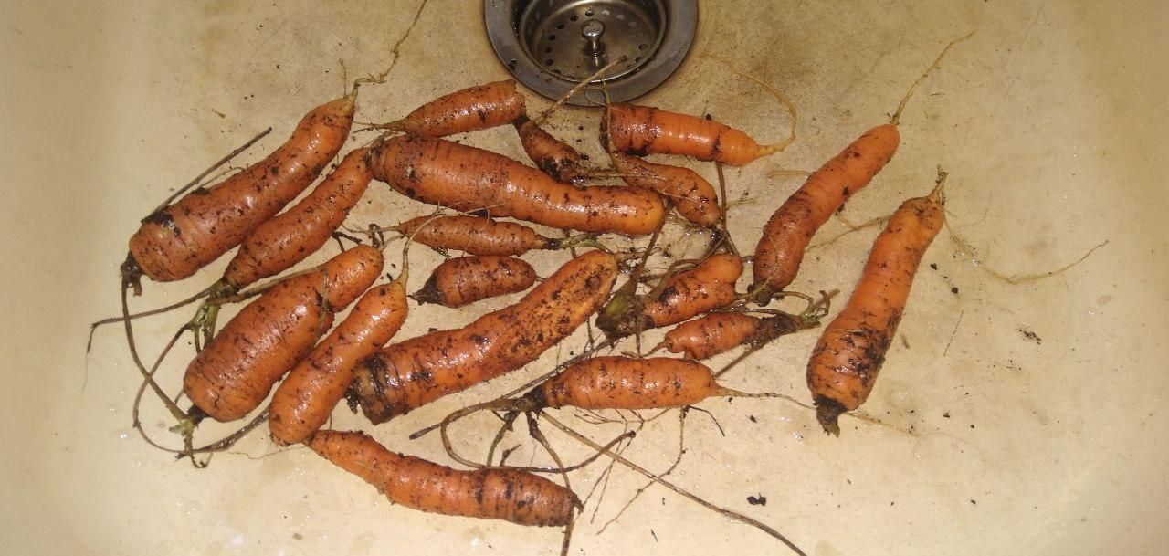 homegrown carrot harvest from the garden at Bartertowne, Canaan New Hampshire