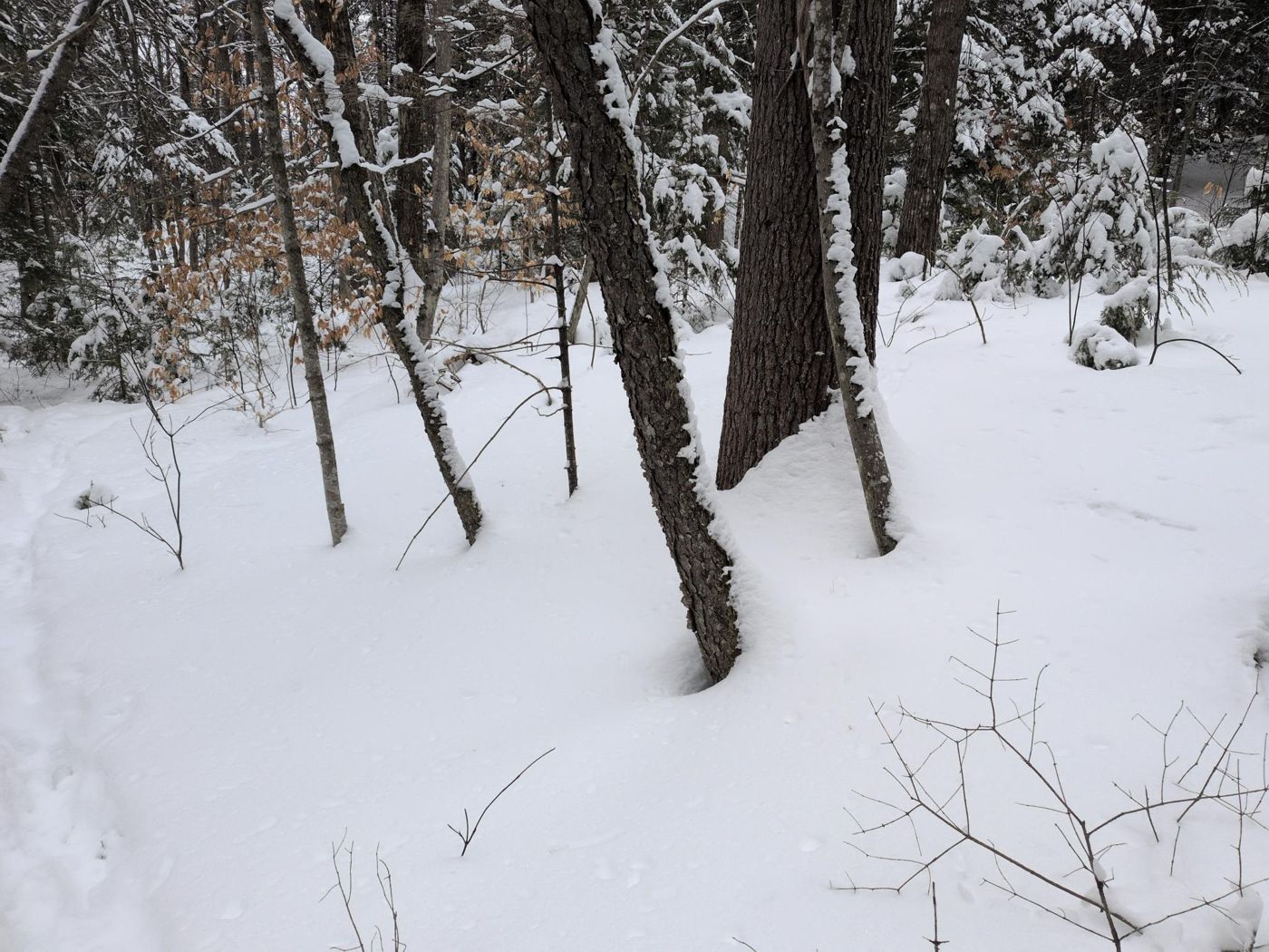 snowy forest with trees at Bartertowne, Canaan New Hampshire