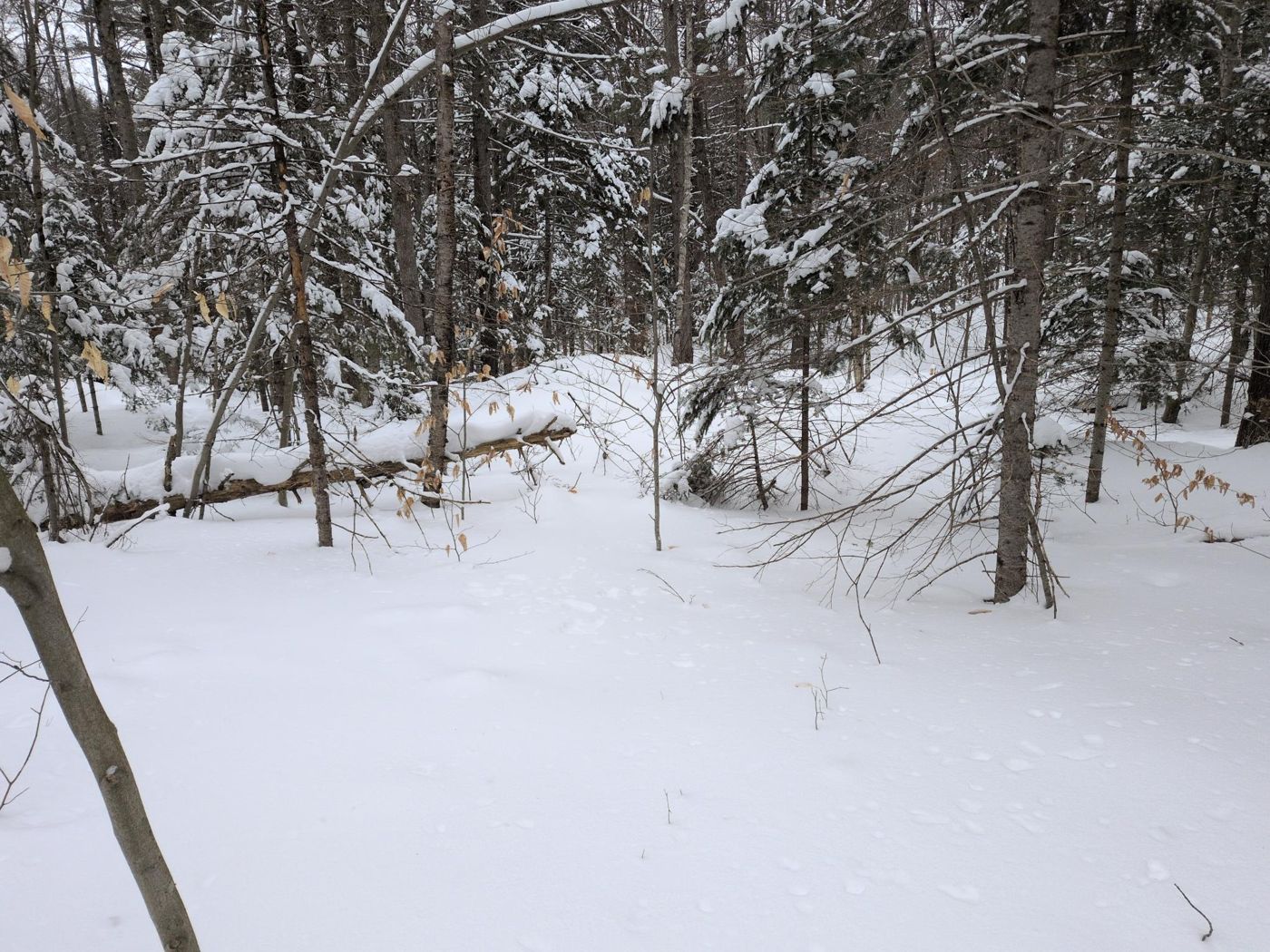 snow buried vehicle under carport at Bartertowne, Canaan New Hampshire