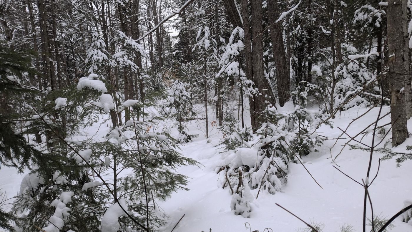 snow laden evergreens in the deep woods at Bartertowne, Canaan New Hampshire