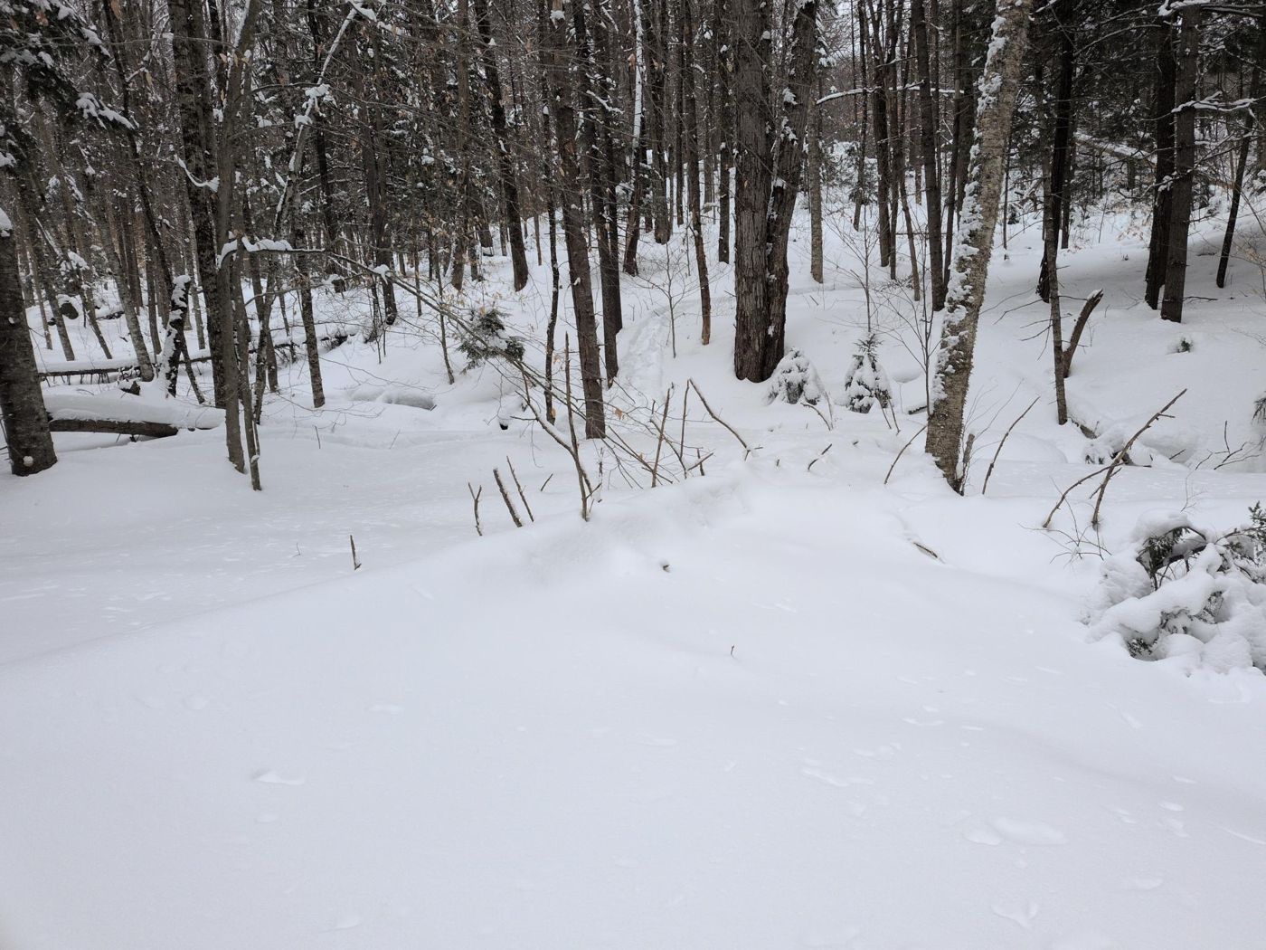 snowshoe trail through the winter forest at Bartertowne, Canaan New Hampshire