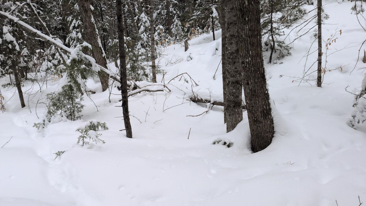 snowy footpath winding through the trees at Bartertowne, Canaan New Hampshire