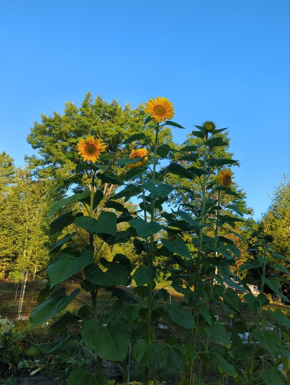 sunflowers against a blue sky at Bartertowne, Canaan New Hampshire