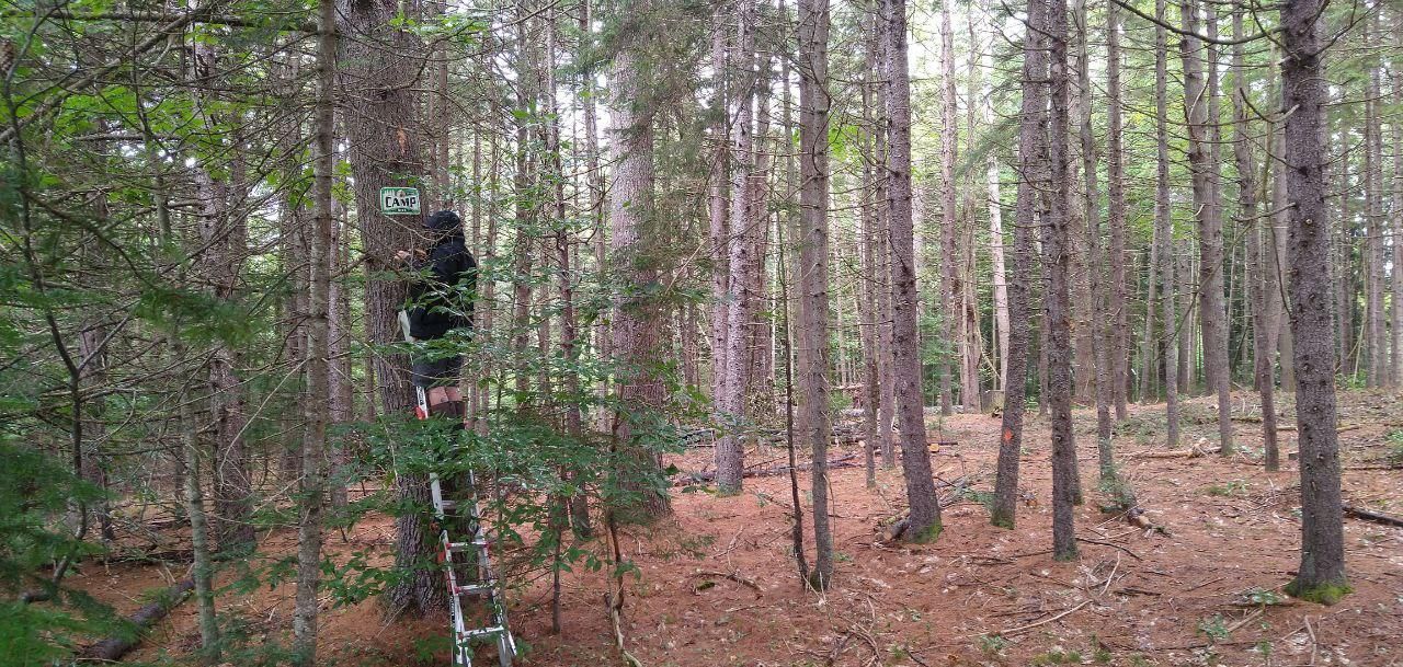 tall pines on the camp woodland at Bartertowne, Canaan New Hampshire