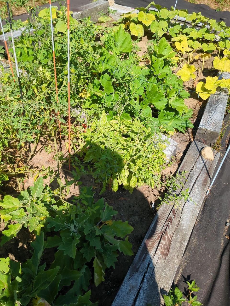 thriving vegetable garden bed at Bartertowne, Canaan New Hampshire