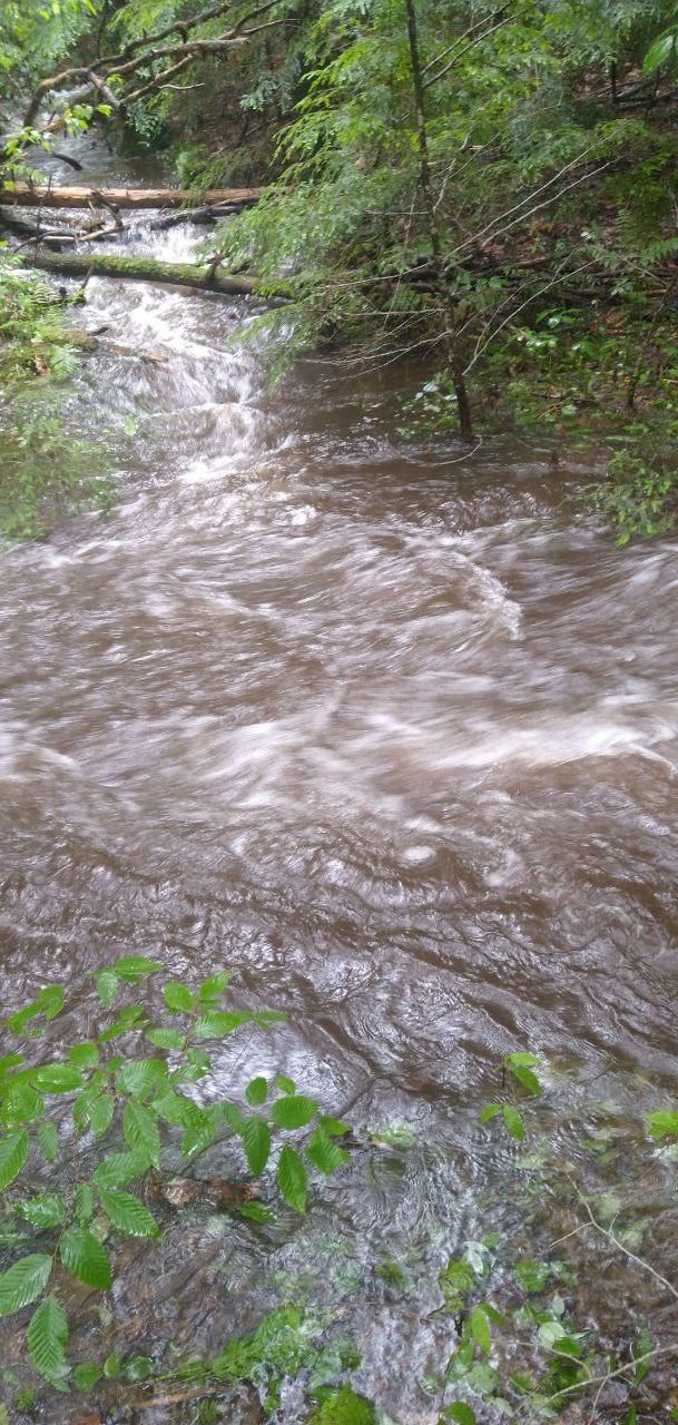 swollen muddy brook running through the forest at Bartertowne, Canaan New Hampshire