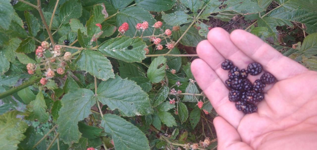 wild blackberries ripening on the vine at Bartertowne, Canaan New Hampshire