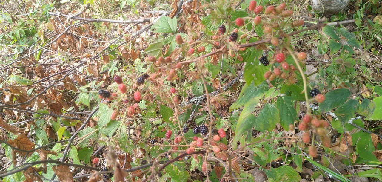 wild blackberry bushes ripening at Bartertowne, Canaan New Hampshire
