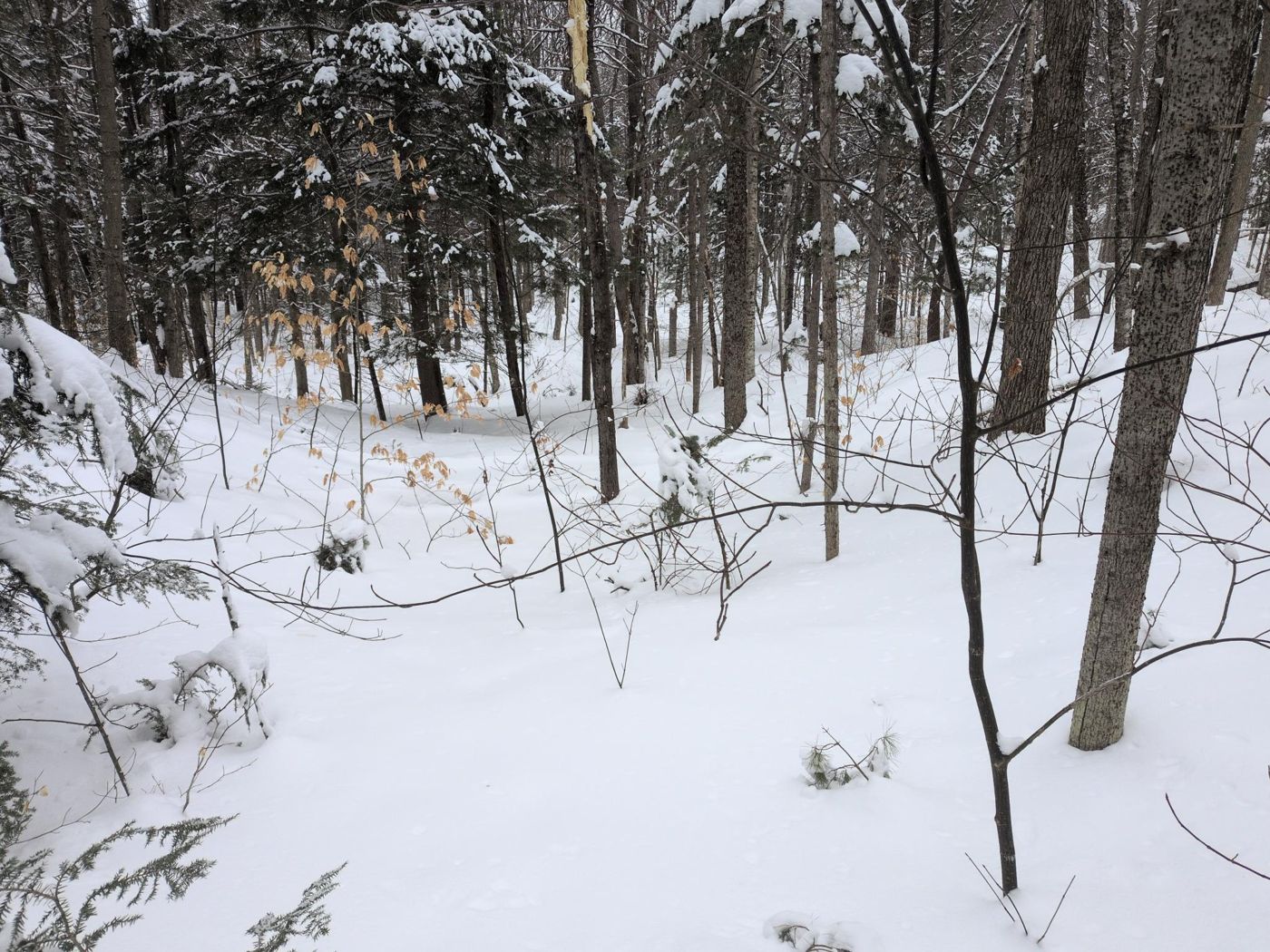 bare winter trees along a snowy forest trail at Bartertowne, Canaan New Hampshire